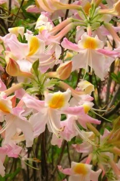 Touch Of Pink Aromi Azalea (Rhododendron Hybrid) - 3 Gallon Pot -Hydrangeas Zone Native Azalea Touch Of Pink 4