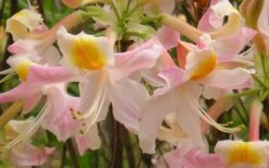 Touch Of Pink Aromi Azalea (Rhododendron Hybrid) - 3 Gallon Pot -Hydrangeas Zone Native Azalea Touch Of Pink 5