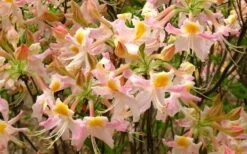 Touch Of Pink Aromi Azalea (Rhododendron Hybrid) - 3 Gallon Pot -Hydrangeas Zone Native Azalea Touch Of Pink 7