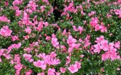 Chinzan Dwarf Azalea - 3 Gallon Pot 15 Chinzan Dwarf Azalea - 3 Gallon Pot -Hydrangeas Zone Picture Azalea Chinzan 1