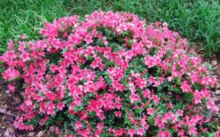 Chinzan Dwarf Azalea - 3 Gallon Pot 12 Chinzan Dwarf Azalea - 3 Gallon Pot -Hydrangeas Zone Picture Azalea Chinzan 2 1
