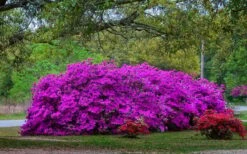 Formosa Southern Indica Azalea - 1 Gallon Pot -Hydrangeas Zone Picture Azlea Formosa Shrub 5