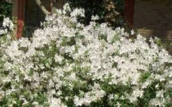 Mrs. G.G. Gerbing White Southern Indica Azalea - 3 Gallon Pot -Hydrangeas Zone Picture Azlea GG Gerbing 1