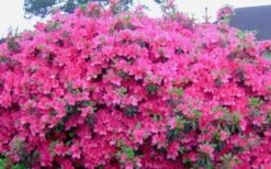 Judge Solomon Southern Indica Azalea - 3 Gallon Pot -Hydrangeas Zone Picture Azlea Judge Solomon Flowers