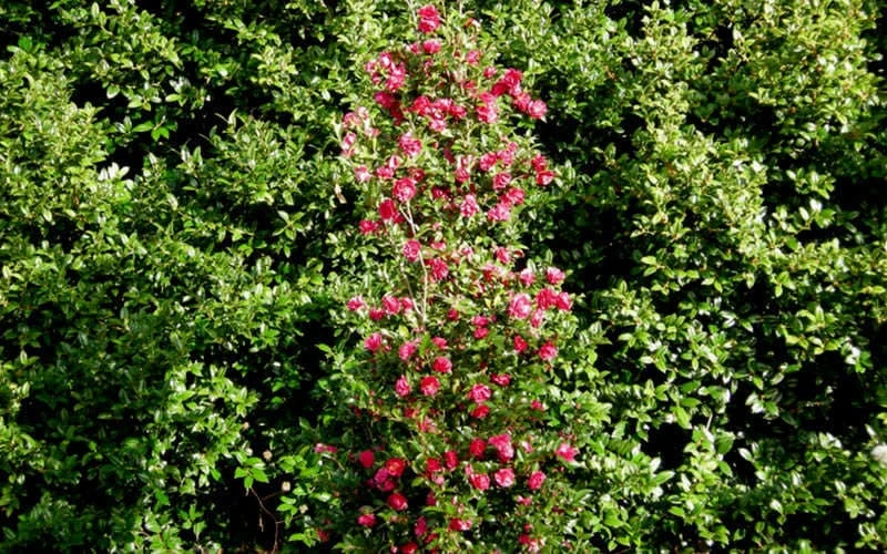 October Magic Rose Camellia - 2 Gallon Pot 7 October Magic Rose Camellia - 2 Gallon Pot - Image 5