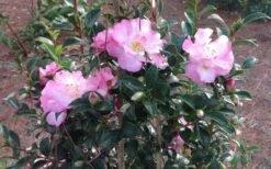 October Magic Orchid Camellia - 7 Gallon Pot 11 October Magic Orchid Camellia - 7 Gallon Pot -Hydrangeas Zone Picture CamelliaOrchidOctoberMajic 2 1