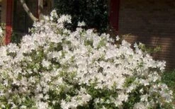 Autumn Ivory Encore Azalea - 1 Gallon Pot -Hydrangeas Zone Picture Encore Azalea Ivory 3