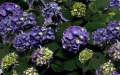 Bloomstruck Endless Summer Hydrangea - 2 Gallon Pot -Hydrangeas Zone Picture Hydrangea Bloomstruck