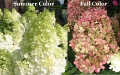 Limelight PeeGee Hydrangea - Single Trunk Topiary Tree - 5 Gallon Pot -Hydrangeas Zone Picture Hydrangea Limelight 3 1