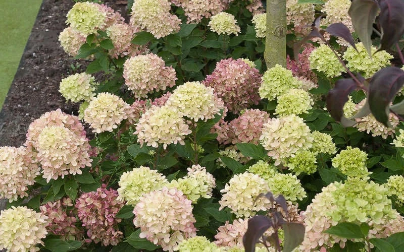 Little Lime Hydrangea - 3 Pack Of Quart Pots 8 Little Lime Hydrangea - 3 Pack Of Quart Pots - Image 6