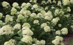 Little Lime Hydrangea - 2 Gallon Pot -Hydrangeas Zone Picture Hydrangea Little Lime 3 1