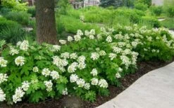 Pee Wee Dwarf Oakleaf Hydrangea - 2 Gallon Pot -Hydrangeas Zone Picture Hydrangea Oakleaf Pee Wee Border 2