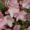 Amy Azalea - 3 Gallon Pot -Hydrangeas Zone azalea amy 4