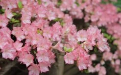 Amy Azalea - 3 Gallon Pot 10 Amy Azalea - 3 Gallon Pot -Hydrangeas Zone azalea amy 8