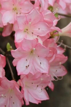 Amy Azalea - 3 Gallon Pot 11 Amy Azalea - 3 Gallon Pot -Hydrangeas Zone azalea amy 9