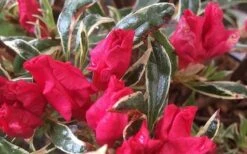 Arctic Rose Azalea - 3 Gallon Pot 12 Arctic Rose Azalea - 3 Gallon Pot -Hydrangeas Zone azalea arctic rose 4