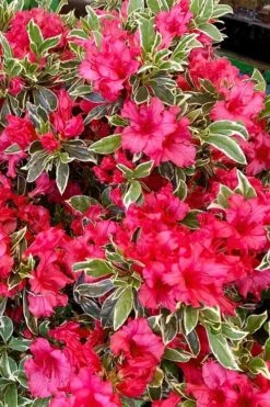 Arctic Rose Azalea - 3 Gallon Pot 11 Arctic Rose Azalea - 3 Gallon Pot -Hydrangeas Zone azalea arctic rose 5
