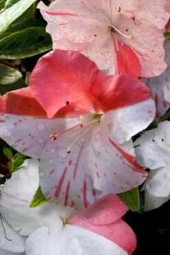 Astronaut Azalea - 2.5 Quart Pot -Hydrangeas Zone azalea astronaut 4