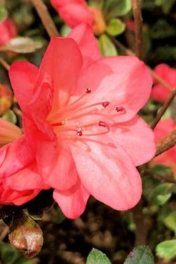 Blaauw's Pink Azalea - 3 Gallon Pot -Hydrangeas Zone azalea blaauws pink 10