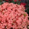 Blaauw's Pink Azalea - 3 Gallon Pot -Hydrangeas Zone azalea blaauws pink 11