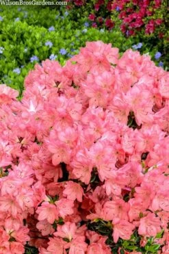 Blaauw's Pink Azalea - 3 Gallon Pot -Hydrangeas Zone azalea blaauws pink 4