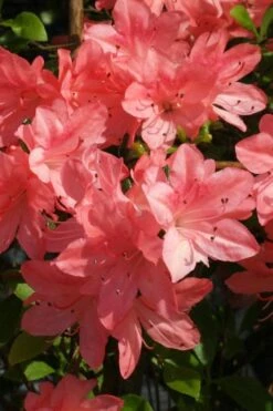 Blaauw's Pink Azalea - 3 Gallon Pot -Hydrangeas Zone azalea blaauws pink 6