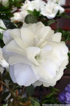 Snowball Bloom 'N Again Azalea - 2 Gallon Pot 11 Snowball Bloom 'N Again Azalea - 2 Gallon Pot -Hydrangeas Zone azalea bloom n again snowball 13