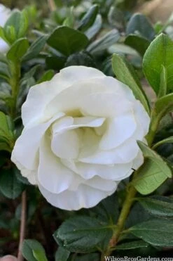 Snowball Bloom 'N Again Azalea - 2 Gallon Pot 13 Snowball Bloom 'N Again Azalea - 2 Gallon Pot -Hydrangeas Zone azalea bloom n again snowball 14