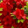 Buccaneer Red Azalea (Glenn Dale Hydrid) - 2 Gallon Pot -Hydrangeas Zone azalea buccaneer 1