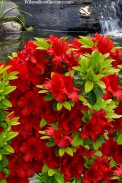 Buccaneer Red Azalea (Glenn Dale Hydrid) - 2 Gallon Pot -Hydrangeas Zone azalea buccaneer 2