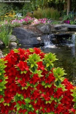 Buccaneer Red Azalea (Glenn Dale Hydrid) - 2 Gallon Pot -Hydrangeas Zone azalea buccaneer 3