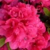 Canzonetta Azalea - 1 Gallon Pot -Hydrangeas Zone azalea canzonetta 2