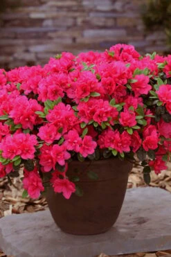 Canzonetta Azalea - 1 Gallon Pot -Hydrangeas Zone azalea canzonetta 3