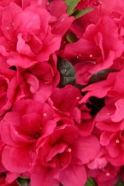 Canzonetta Azalea - 1 Gallon Pot -Hydrangeas Zone azalea canzonetta 500x750 1