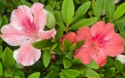 Lady Cavendish Azalea - 1 Gallon Pot -Hydrangeas Zone azalea cavendish 2