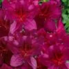 Dauntless Azalea (Glenn Dale Hydrid) - 2 Gallon Pot -Hydrangeas Zone azalea dauntless 2