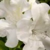 Autumn Ivory Encore Azalea - 1 Gallon Pot 1 Autumn Ivory Encore Azalea - 1 Gallon Pot -Hydrangeas Zone azalea encore autumn ivory 2
