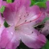 Fawn Azalea - 2 Gallon Pot 1 Fawn Azalea - 2 Gallon Pot -Hydrangeas Zone azalea fawn 1