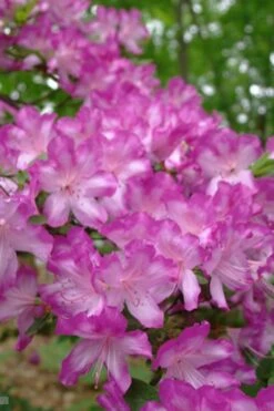 Fawn Azalea - 2 Gallon Pot -Hydrangeas Zone azalea fawn 6