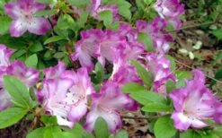 Fawn Azalea - 2 Gallon Pot -Hydrangeas Zone azalea fawn 7