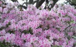 George L. Taber Southern Indica Azalea - 1 Gallon Pot 12 George L. Taber Southern Indica Azalea - 1 Gallon Pot -Hydrangeas Zone azalea george taber 10