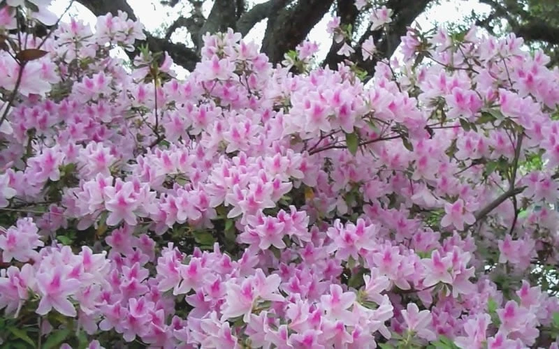 George L. Taber Southern Indica Azalea - 1 Gallon Pot 7 George L. Taber Southern Indica Azalea - 1 Gallon Pot - Image 5