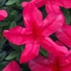 Gloria Deep Pink Sawada Azalea - 6 Pack Of 1 Gallon Pots -Hydrangeas Zone azalea gloria deep pink sawada 1