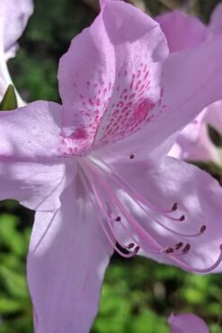 Gulf Pride Fragrant Southern Indica Azalea - 6 Pack Of 1 Gallon Pots -Hydrangeas Zone azalea gulf pride 5