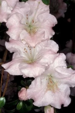 Gwenda Azalea (Robin Hill Hybrid) - 1 Gallon Pot -Hydrangeas Zone azalea gwenda 6