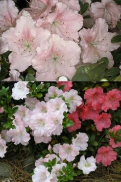 Gwenda Azalea (Robin Hill Hybrid) - 1 Gallon Pot -Hydrangeas Zone azalea gwenda 7