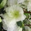 Helen Curtis Azalea - 3 Gallon Pot -Hydrangeas Zone azalea helen curtis 4