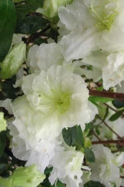 Helen Curtis Azalea - 3 Gallon Pot -Hydrangeas Zone azalea helen curtis 7