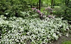 Helen Curtis Azalea - 3 Gallon Pot -Hydrangeas Zone azalea helen curtis 9