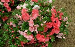 Hilda Niblett Azalea - 2 Gallon Pot -Hydrangeas Zone azalea hilda niblet flowers